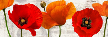 Summer Poppies country French canvas art print by Thomlinson Jenny, featuring vibrant poppies on a scenic countryside background.