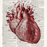 Vintage anatomy heart education canvas art print by James Christopher, featuring detailed illustration of the human heart.
