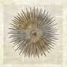 Coastal canvas art print of a sea urchin by James Christopher, showcasing vibrant marine life details, from Feeling at Home collection.