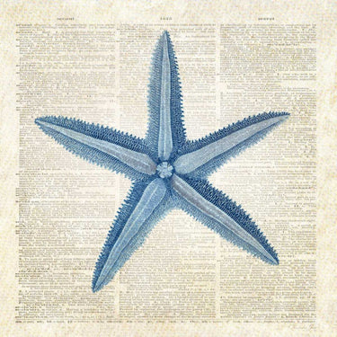 Starfish Pages coastal canvas art print by Feeling at Home, featuring a detailed starfish design on textured canvas.