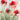 Feeling at Home Field Poppies 2 floral canvas art print by Lynch Brent showcasing vibrant poppy flowers on canvas.