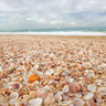 Sea shells on the beach photography canvas art print by Frank Assaf, featuring natural beach scene with shells and sand.