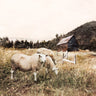 Canvas Art Print Sheep in the Meadow Nature subject by Stellar Design Studio Fine Art Print quality