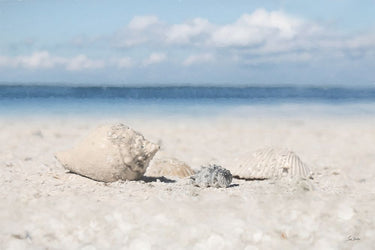 Canvas Art Print Sanibel Seashells Coastal subject by Carlos Ure Juan Fine Art Print quality