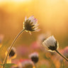 Canvas Art Print Daisies Floral subject by Cloverfield And Co. Fine Art Print quality