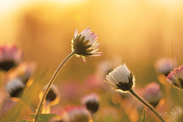 Canvas Art Print Daisies Floral subject by Cloverfield And Co. Fine Art Print quality