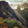Canvas Art Print The View Floral subject by Sterling Amber Fine Art Print quality