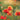 Canvas Art Print Poppy Field III Floral subject by Kamdon Kreations Fine Art Print quality