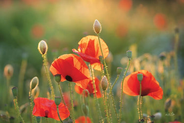 Canvas Art Print Poppy Field III Floral subject by Kamdon Kreations Fine Art Print quality