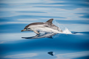 Canvas Art Print Striped Dolphin Photography subject by Gao Danny Fine Art Print quality