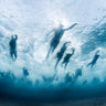 Canvas Art Print Swim Coastal subject by Guc Mariusz Fine Art Print quality