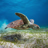 Canvas Art Print Take Off Nature subject by Ghizzi Panizza Alberto Fine Art Print quality