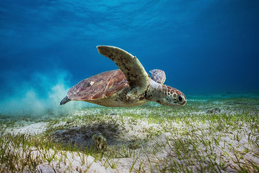 Canvas Art Print Take Off Nature subject by Ghizzi Panizza Alberto Fine Art Print quality