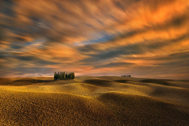 Canvas Art Print Cypresses... Contemporary subject by Cseresnjes Anna Fine Art Print quality