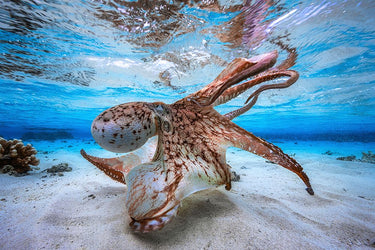 Canvas Art Print Dancing Octopus Nature subject by Penchev Radoslav Fine Art Print quality