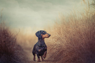Canvas Art Print Dachshund nature is calling and I must go Photography subject by Arifuddin Ridho Fine Art Print quality