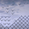 Canvas Art Print Don't Fence Me In! Photography subject by Draus Thierry Fine Art Print quality