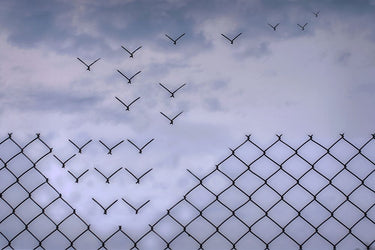 Canvas Art Print Don't Fence Me In! Photography subject by Draus Thierry Fine Art Print quality