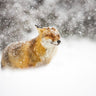 Red fox in a heavy snowstorm canvas art print by Feeling at Home, showcasing a snowy winter landscape with a striking fox.