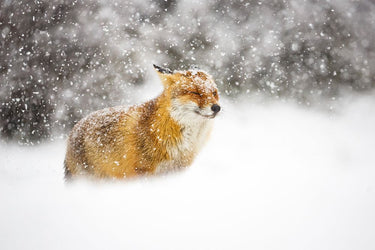 Red fox in a heavy snowstorm canvas art print by Feeling at Home, showcasing a snowy winter landscape with a striking fox.