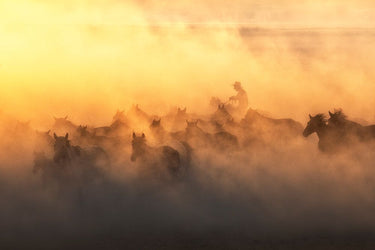 Canvas Art Print YAplkAp Horses Photography subject by Minchev Toni Fine Art Print quality