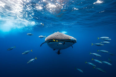 Whale shark and school of bonito fish depicted in a Gavra Assaf art print on canvas, showcasing vibrant marine life.
