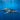 Canvas Art Print Whale Shark In The Blue Photography subject by Bogaerts Sus Fine Art Print quality