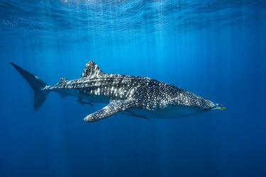 Canvas Art Print Whale Shark In The Blue Photography subject by Bogaerts Sus Fine Art Print quality