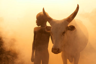 Canvas Art Print Boy Of Cattle Photography subject by Penchev Radoslav Fine Art Print quality