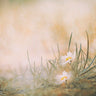 Canvas Art Print Untitled Photography subject by Tichy Timothy Fine Art Print quality