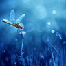 Canvas Art Print Dragonfly Nature subject by Eichelberg Amnon Fine Art Print quality
