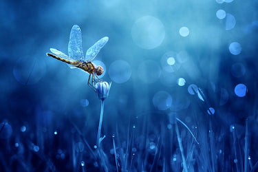 Canvas Art Print Dragonfly Nature subject by Eichelberg Amnon Fine Art Print quality