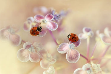 Canvas Art Print Ladybirds and hydrangea Photography subject by Choudhary Poonam Fine Art Print quality