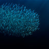Feeling at Home Bait Ball photography canvas art print by Shrayer Igor, featuring vibrant aquatic scene in natural colors.