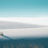 Canvas Art Print Growing in White Sands Coastal subject by Tkachenko Victor Fine Art Print quality