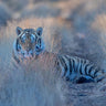 Canvas Art Print Cool Morning Tiger Photography subject by GNo Fine Art Print quality