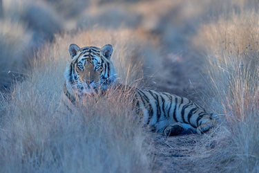 Canvas Art Print Cool Morning Tiger Photography subject by GNo Fine Art Print quality