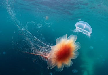 Canvas Art Print Underwater Space Photography subject by Manovski Sarah Fine Art Print quality