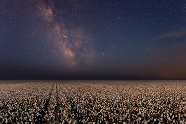 Canvas Art Print Night In A Cotton Field Landscape subject by Lu Alex Fine Art Print quality