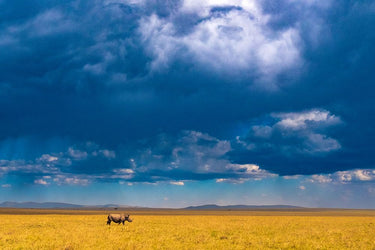 Canvas Art Print Horned Rhino Under A Cloudy Sky Photography subject by Kurz Christian Fine Art Print quality