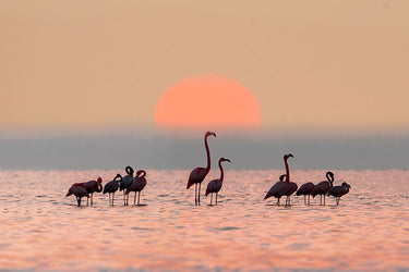 Feeling at home Flamingos canvas art print featuring vibrant morning photography by Little Dean, perfect for home decor.