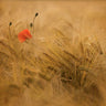 Canvas Art Print Ephemeral Photography subject by Mossholder Tim Fine Art Print quality