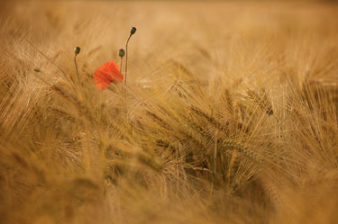 Canvas Art Print Ephemeral Photography subject by Mossholder Tim Fine Art Print quality