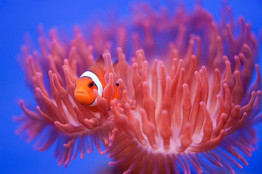Canvas Art Print Finding Nemo Photography subject by Salgado Gispert Gloria Fine Art Print quality