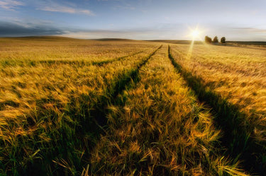 Canvas Art Print Country side wheat fields Decorative subject by Mikhaliuk Siarhei Fine Art Print quality