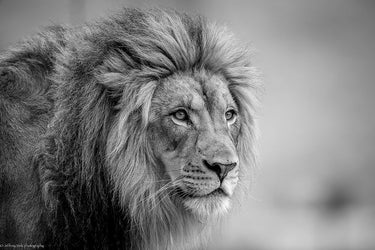 Canvas Art Print His Majesty... Photography subject by Nicholas Fine Art Print quality