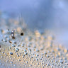 Canvas Art Print Crawling Down Photography subject by Du Toit Arno Fine Art Print quality