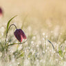 Canvas Art Print Morningdew Photography subject by Choi Yonghoon Fine Art Print quality