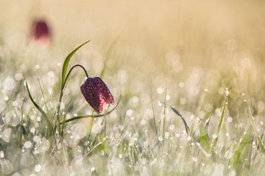 Canvas Art Print Morningdew Photography subject by Choi Yonghoon Fine Art Print quality