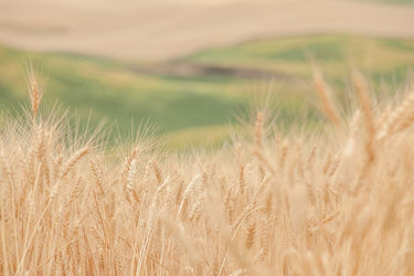 Canvas Art Print Farmland Landscape subject by Fromstein Ruth Fine Art Print quality
